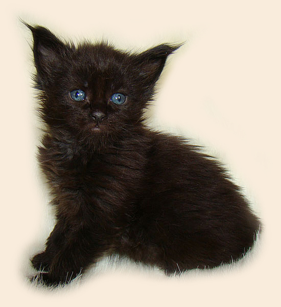     Catsvill County!   !    !       !!!    Catsvill County +7-926-544-74-09     .   ,   ,   ,    ,   ,  ,     ,   -,    ,   !